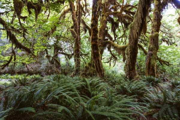 Hall of Mosses, Olympic National Park Washington, USA - seen by streb