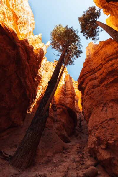 Bryce Canyon National Park, Utah, USA - seen by streb