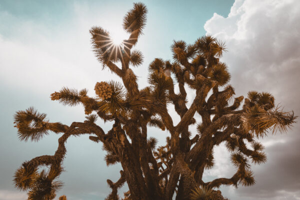 Yosemite National Park, California, USA - seen by streb