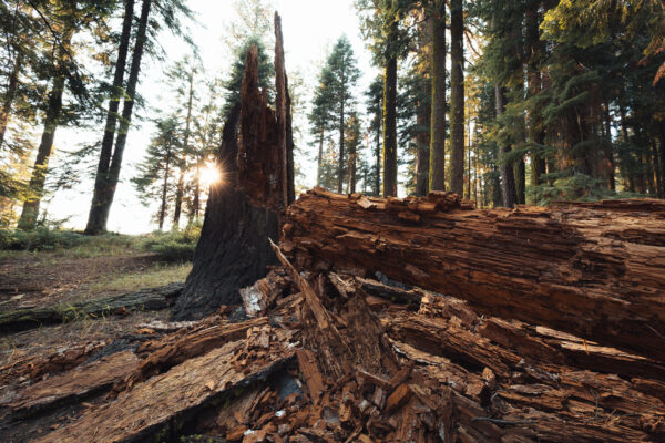 Sequoia-Nationalpark, California, USA - seen by streb