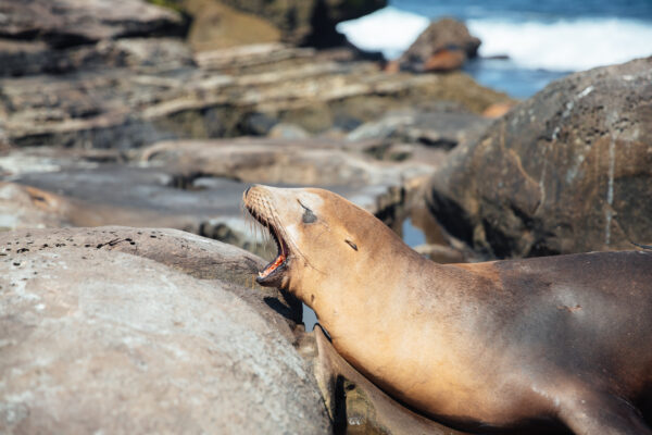 La Jolla, San Diego, California, USA - seen by streb