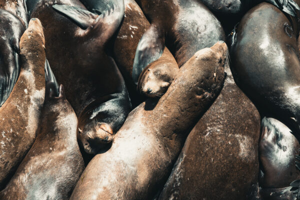 Sea Lion Docks, Newport, Oregon - seen by streb